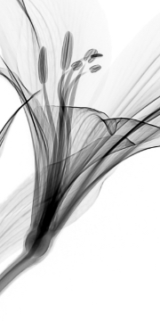 mobile screen